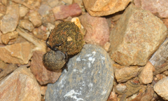 Sisyphus schaefferi schaefferi