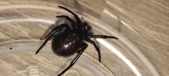 Steatoda paykulliana