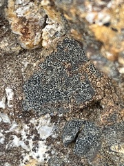 Acarosporaceae