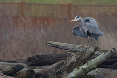Ardea herodias fannini