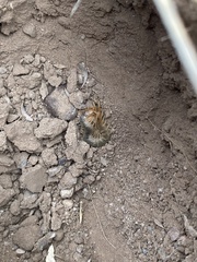 Scolopendra polymorpha