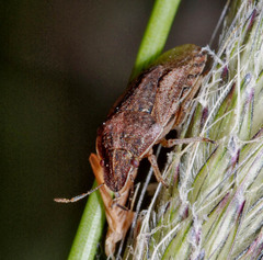 Sciocoris