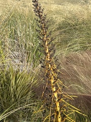 Aciphylla