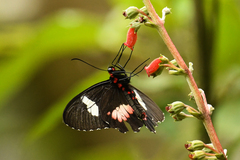 Parides eurimedes