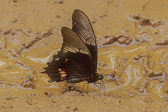 Heraclides anchisiades capys