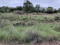 Muhlenbergia lindheimeri
