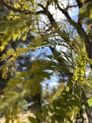 Jacaranda mimosifolia