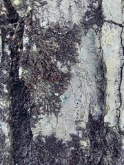 Frullania