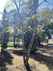 Jacaranda mimosifolia