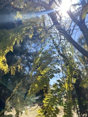 Jacaranda mimosifolia