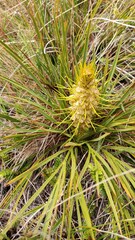 Aciphylla