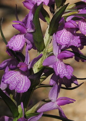Dactylorhiza elata