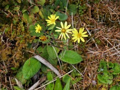 Brachyglottis lagopus