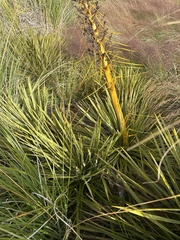 Aciphylla