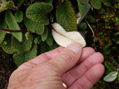 Brachyglottis lagopus