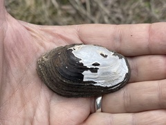 Sagittunio subrostratus