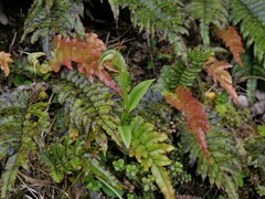 Pterostylis montana