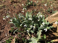 Galanthus