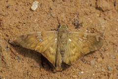 Ectomis octomaculata