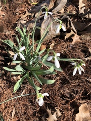 Galanthus