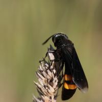 Stizoides tridentatus