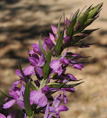 Dactylorhiza elata