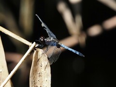 Erythrodiplax avittata