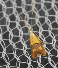 Crocanthes prasinopis