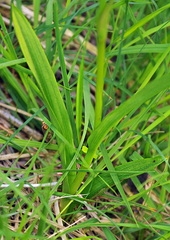 Dactylorhiza elata