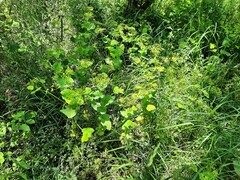 Smyrnium perfoliatum