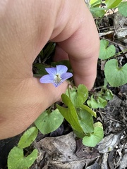 Viola floridana