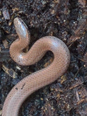 Contia tenuis