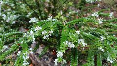Veronica vernicosa
