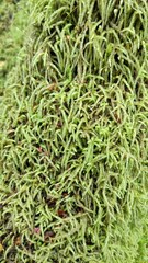 Acrocladium chlamydophyllum