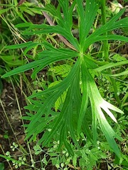 Delphinium macropogon