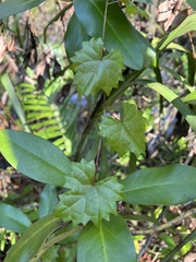 Vitis rotundifolia munsoniana