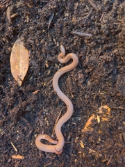 Contia tenuis