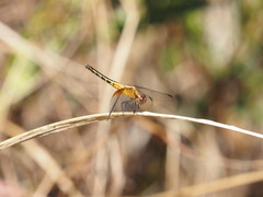 Erythrodiplax avittata