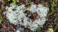 Pulchrocladia retipora