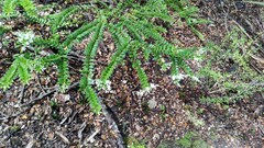 Veronica vernicosa