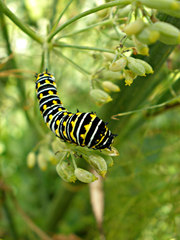 Papilio polyxenes