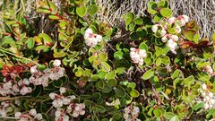 Gaultheria crassa
