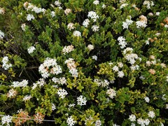 Pimelea buxifolia