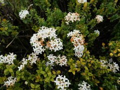Pimelea buxifolia