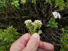 Pimelea buxifolia