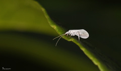 Conwentzia