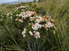 Pimelea buxifolia