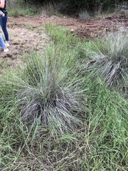 Muhlenbergia lindheimeri