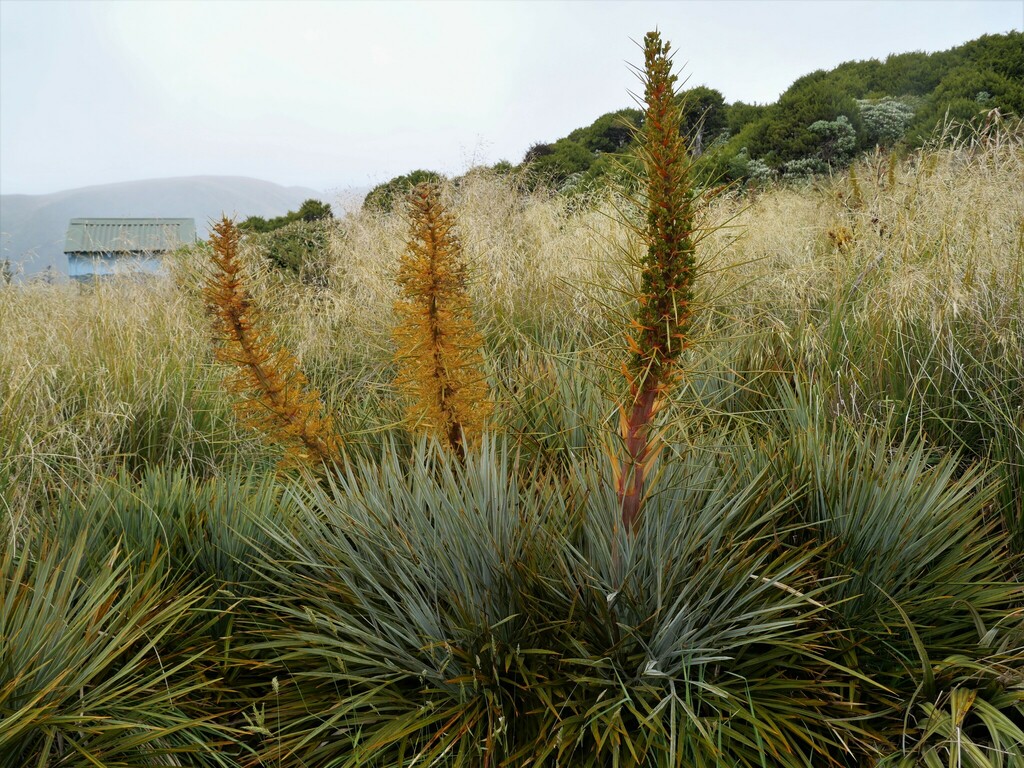 Giant Speargrass From Manawatu District Manawatu Wanganui New Zealand On January 01 2023 At