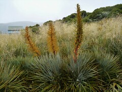 Aciphylla colensoi
